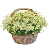 flowers
Получен подарок 21.07.2026, 05:32 от Инсургент
Сообщение: От всей души , без многословья,
Желаю счастья и здоровья! - Инсургент