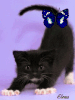 black cat
Получен подарок 12.05.2025, 01:09 от Элениэль
Сообщение: здоровья и хоршего настроения! - Элениэль