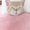 Котик
Получен подарок 26.04.2026, 23:42 от мотылёк
Сообщение: ;) - мотылёк