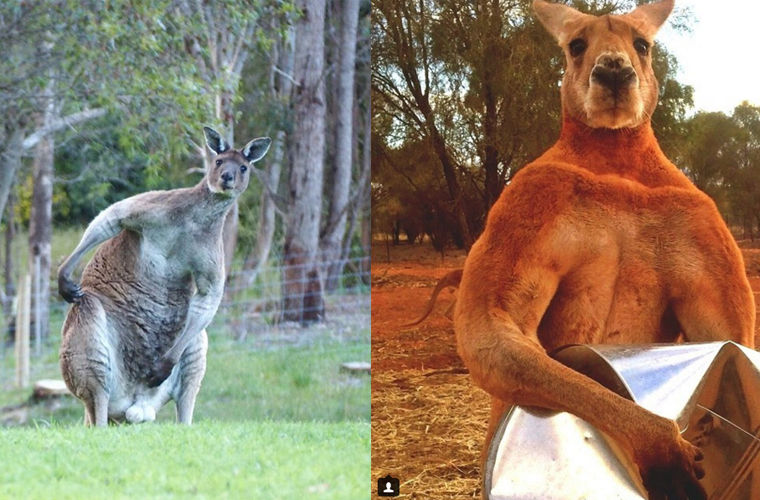 Исполинский кенгуру тип развития. Самый накаченный кенгуру Роджер. Кенгуру самец и самка. Мускулатура кенгуру.