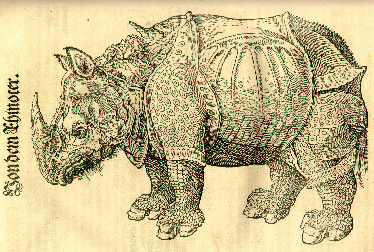 Дюрер носорог гравюра