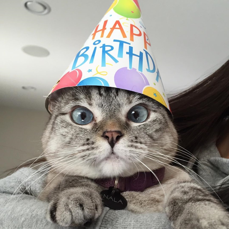 Котики с днем рождения фото