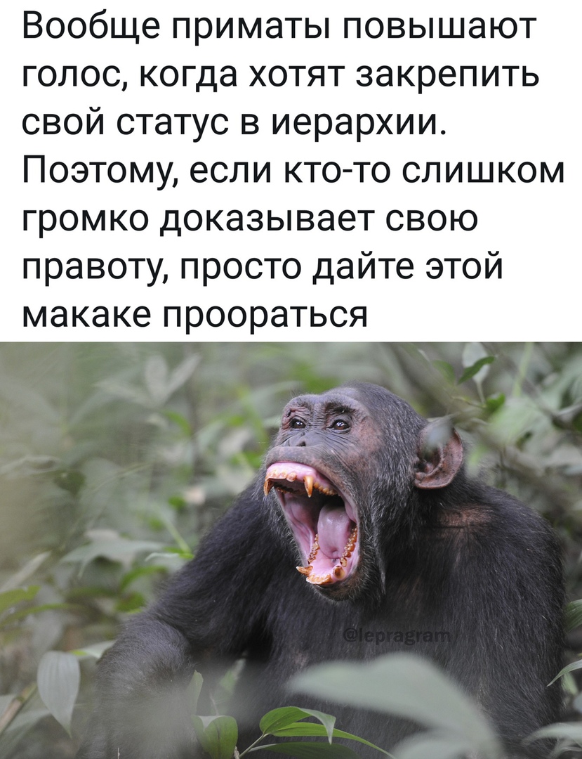 Включи смешной голос. Шимпанзе кричит. Вообще приматы повышают голос.
