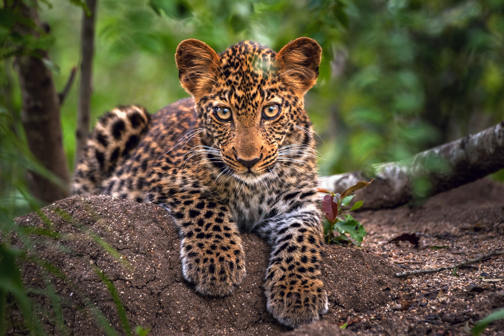 Детеныш леопарда